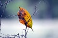 Leaves fall On Plant